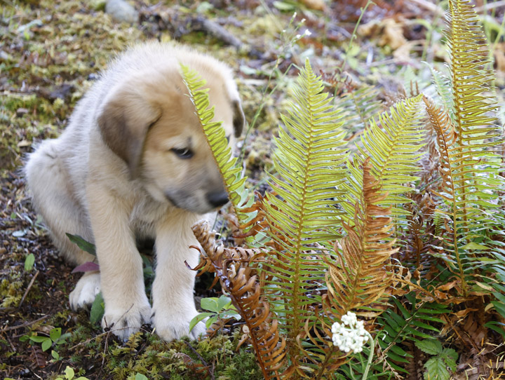 chinook dog